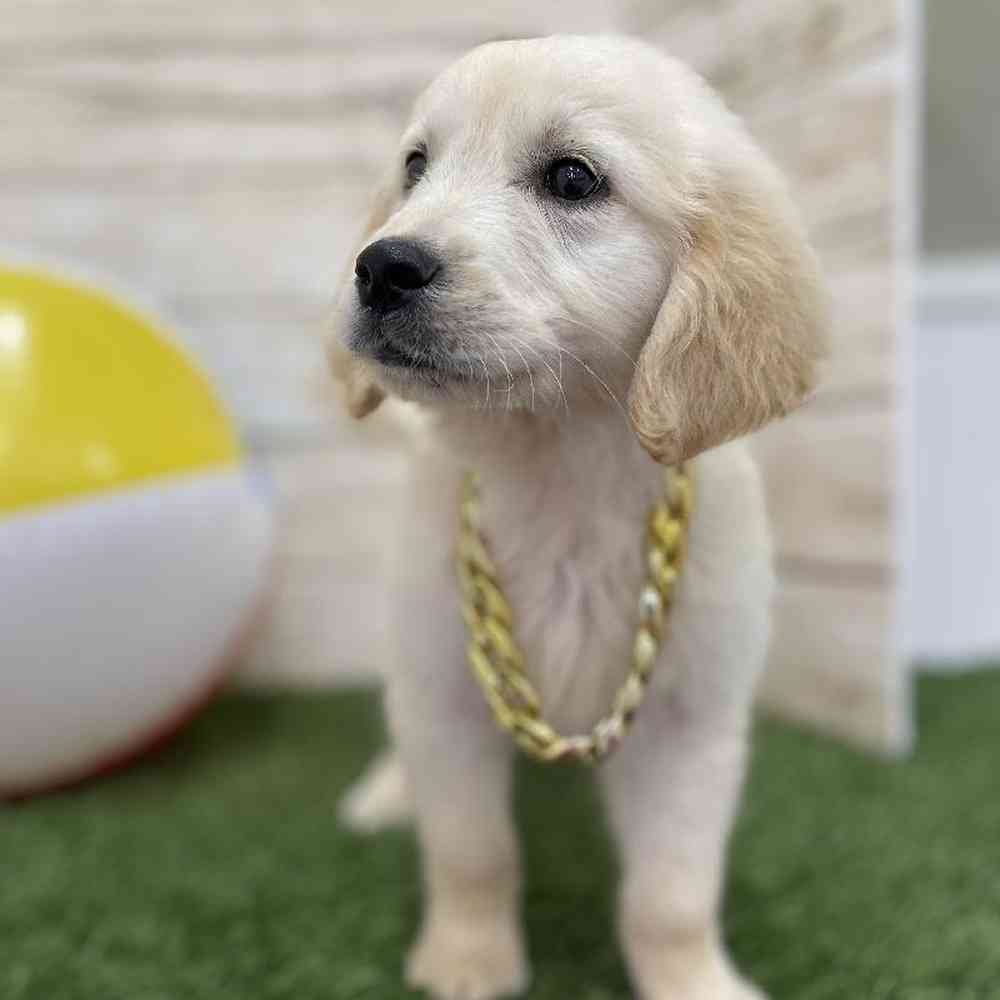 Male Golden Retriever Puppy for Sale in Braintree, MA