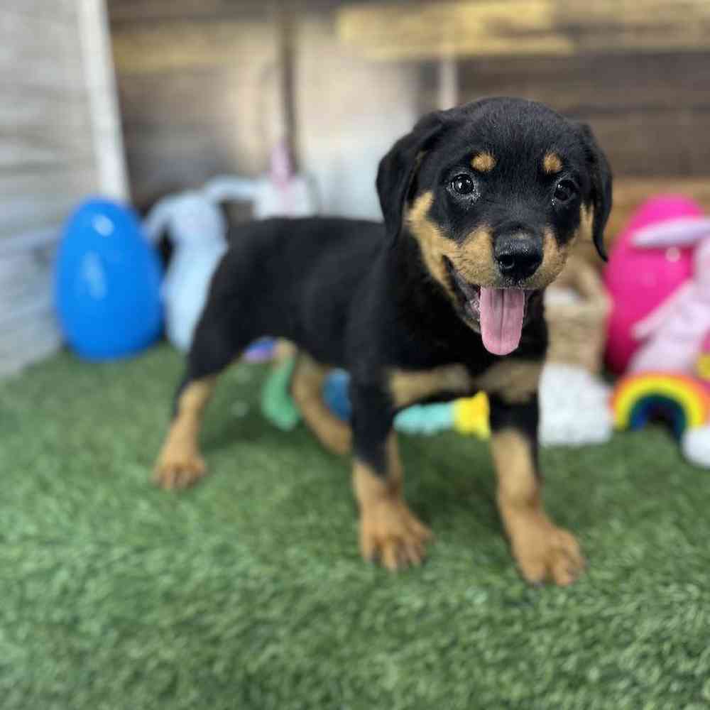 Female Rottweiler Puppy for Sale in Saugus, MA