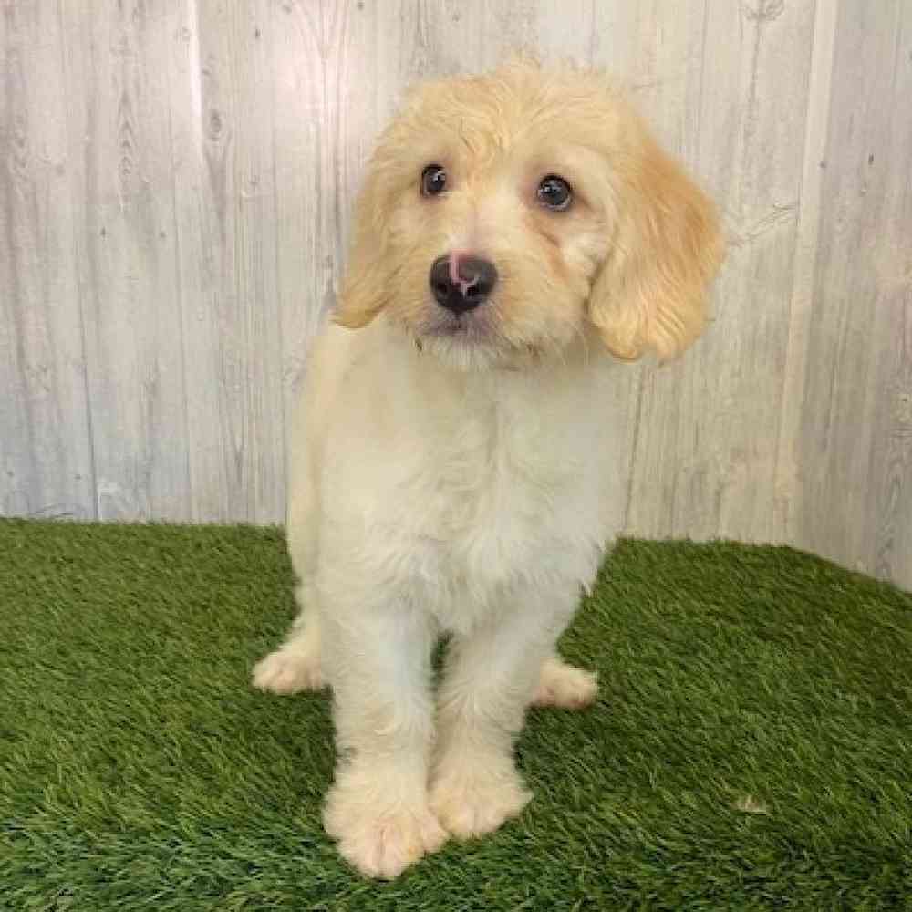 Male Mini Labradoodle Puppy for sale