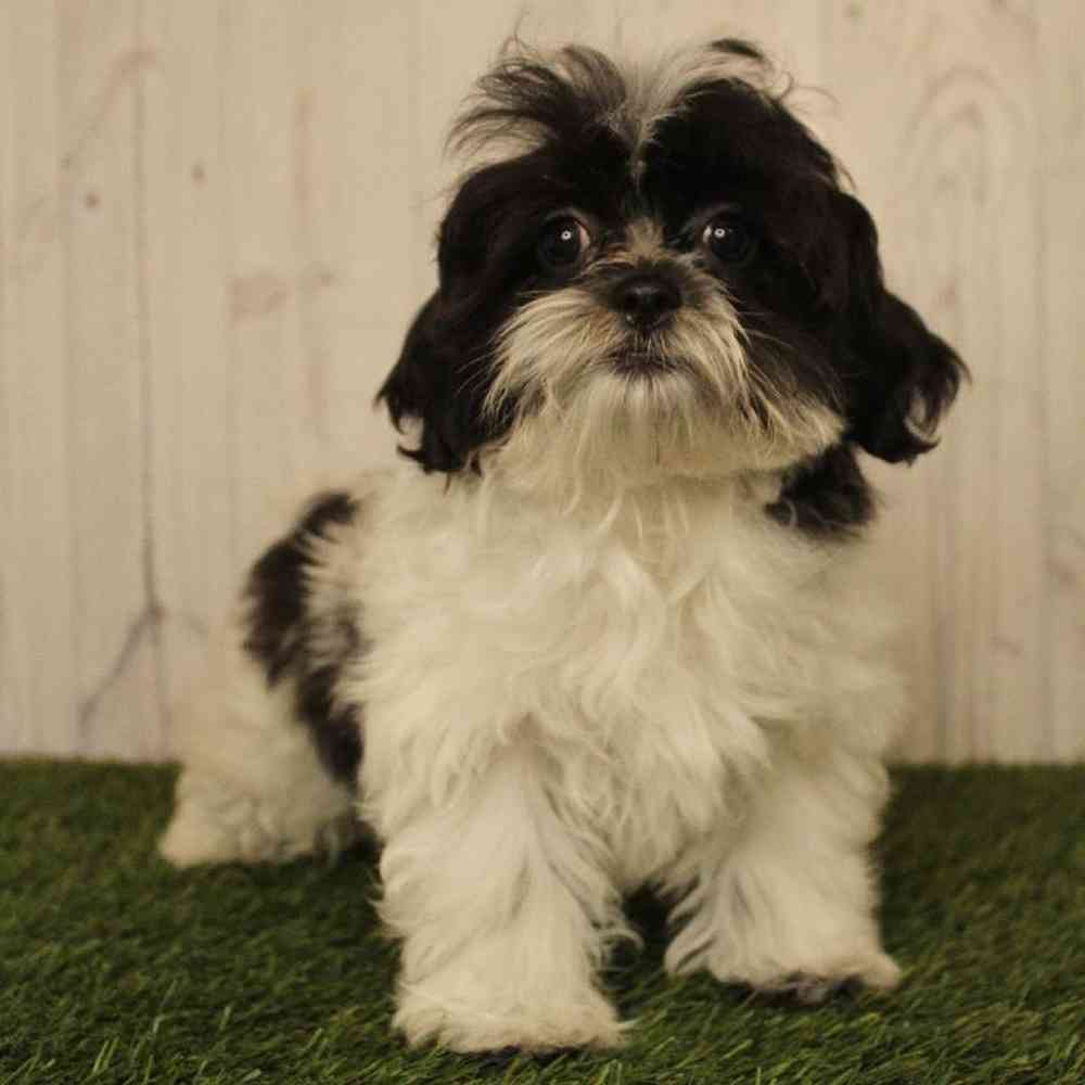 Female Shih-Poo Puppy for Sale in Saugus, MA