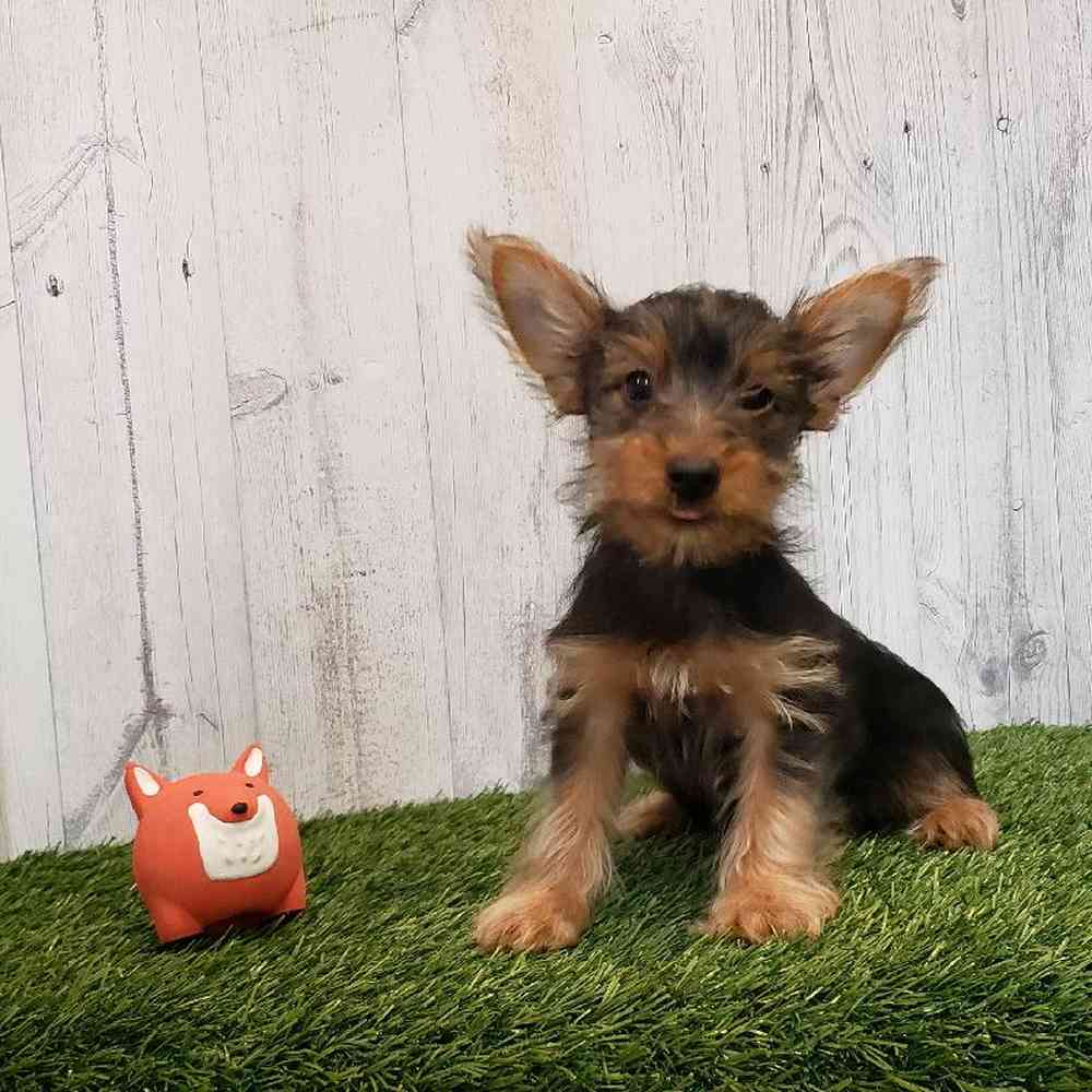 Male Yorkshire Terrier Puppy for sale