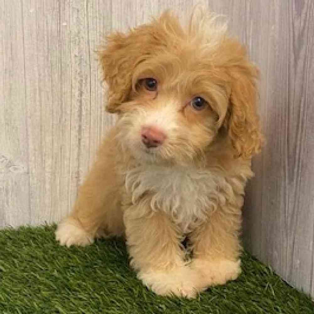 Female Cockapoo Puppy for sale