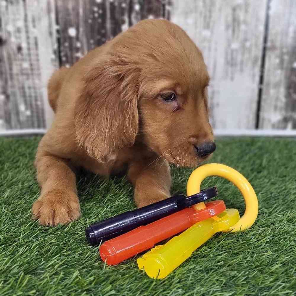 Male Golden Retriever Puppy for Sale in Saugus, MA