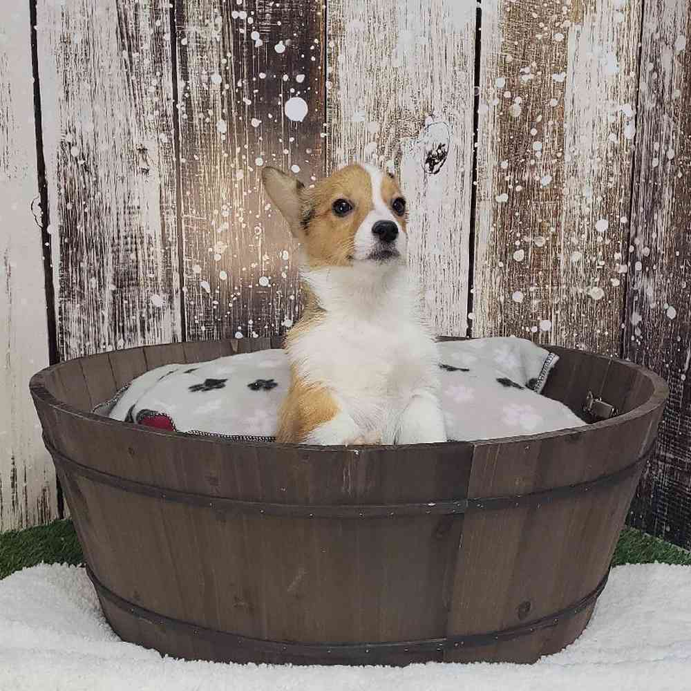 Female Pembroke Welsh Corgi Puppy for Sale in Saugus, MA