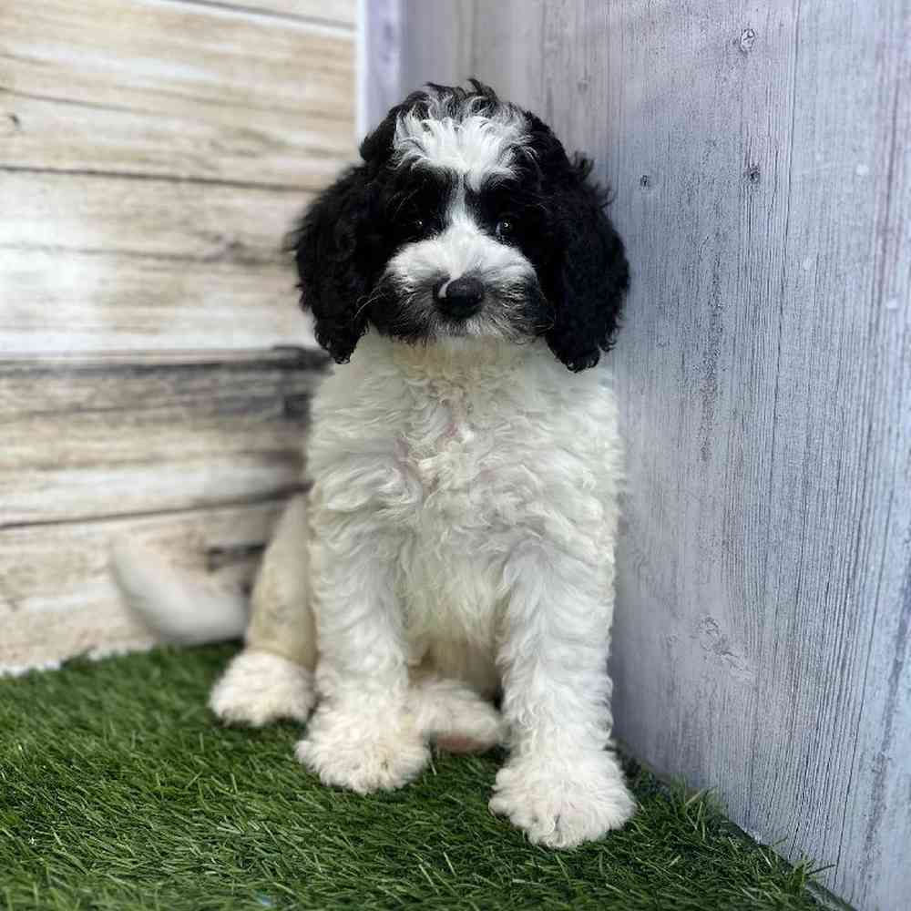 Male Mini Sheepadoodle 2nd Gen Puppy for Sale in Saugus, MA