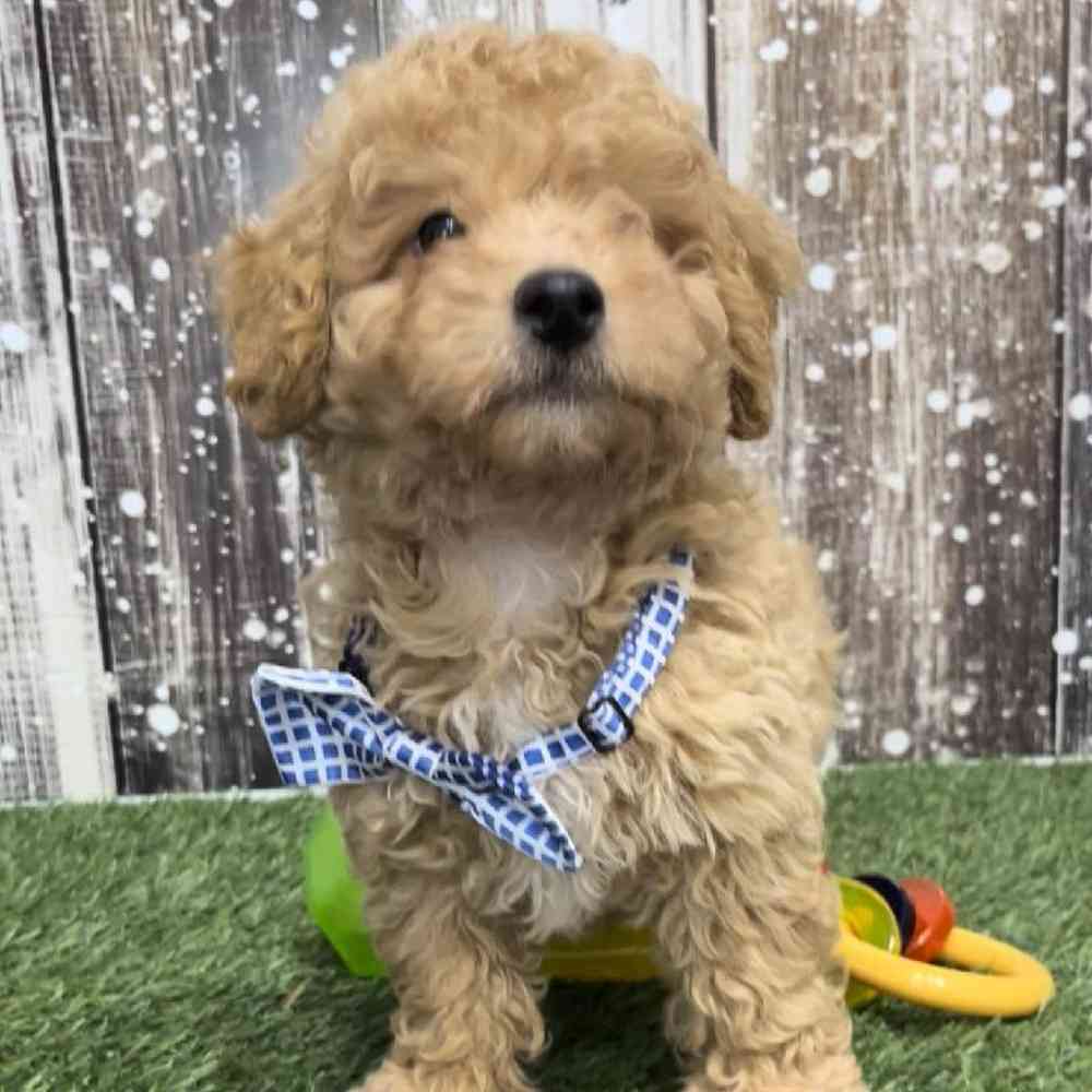 Male Mini Goldendoodle 2nd Gen Puppy for Sale in Saugus, MA