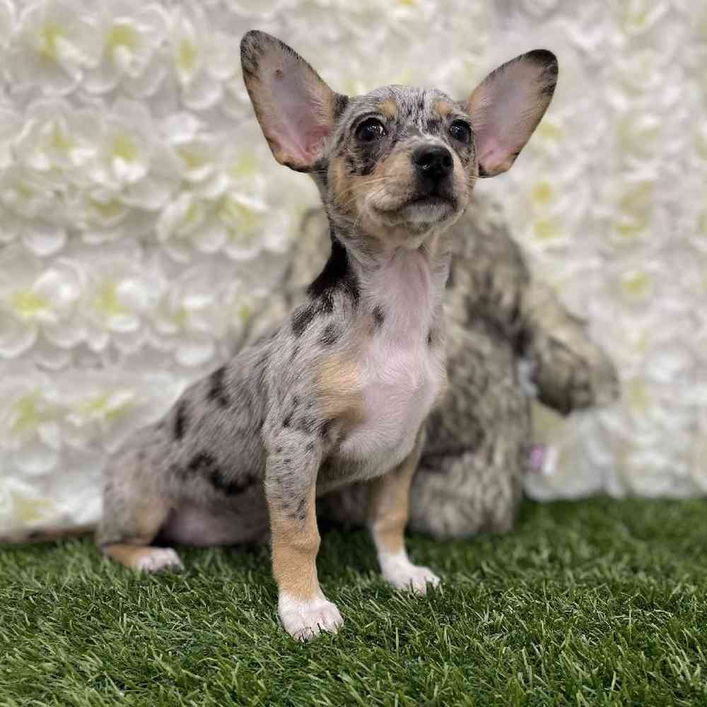 Female Chihuahua Puppy for Sale in Braintree, MA