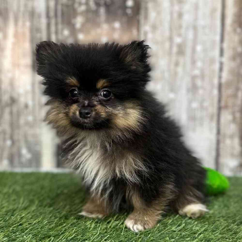 Male Pomeranian Puppy for Sale in Saugus, MA