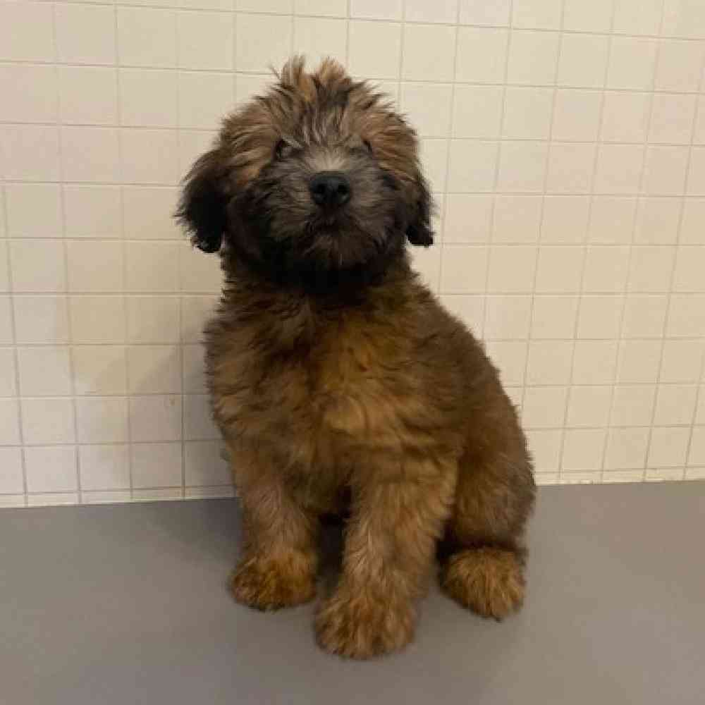 Male Soft Coated Wheaten Terrier Puppy for sale