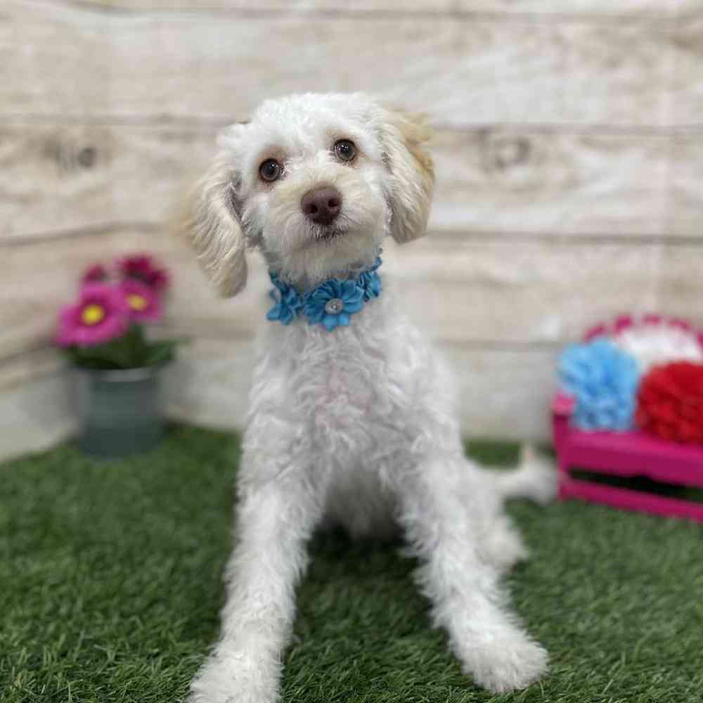 Female Cockapoo 2nd Gen Puppy for Sale in Braintree, MA