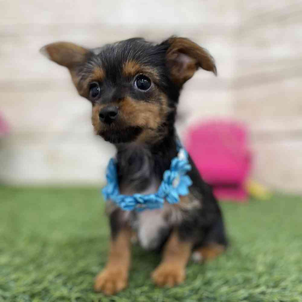 Female Chorkie Puppy for Sale in Braintree, MA