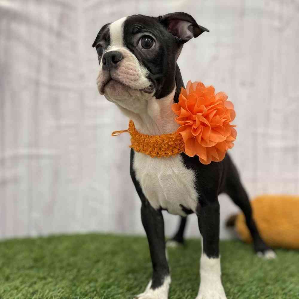 Female Boston Terrier Puppy for Sale in Braintree, MA