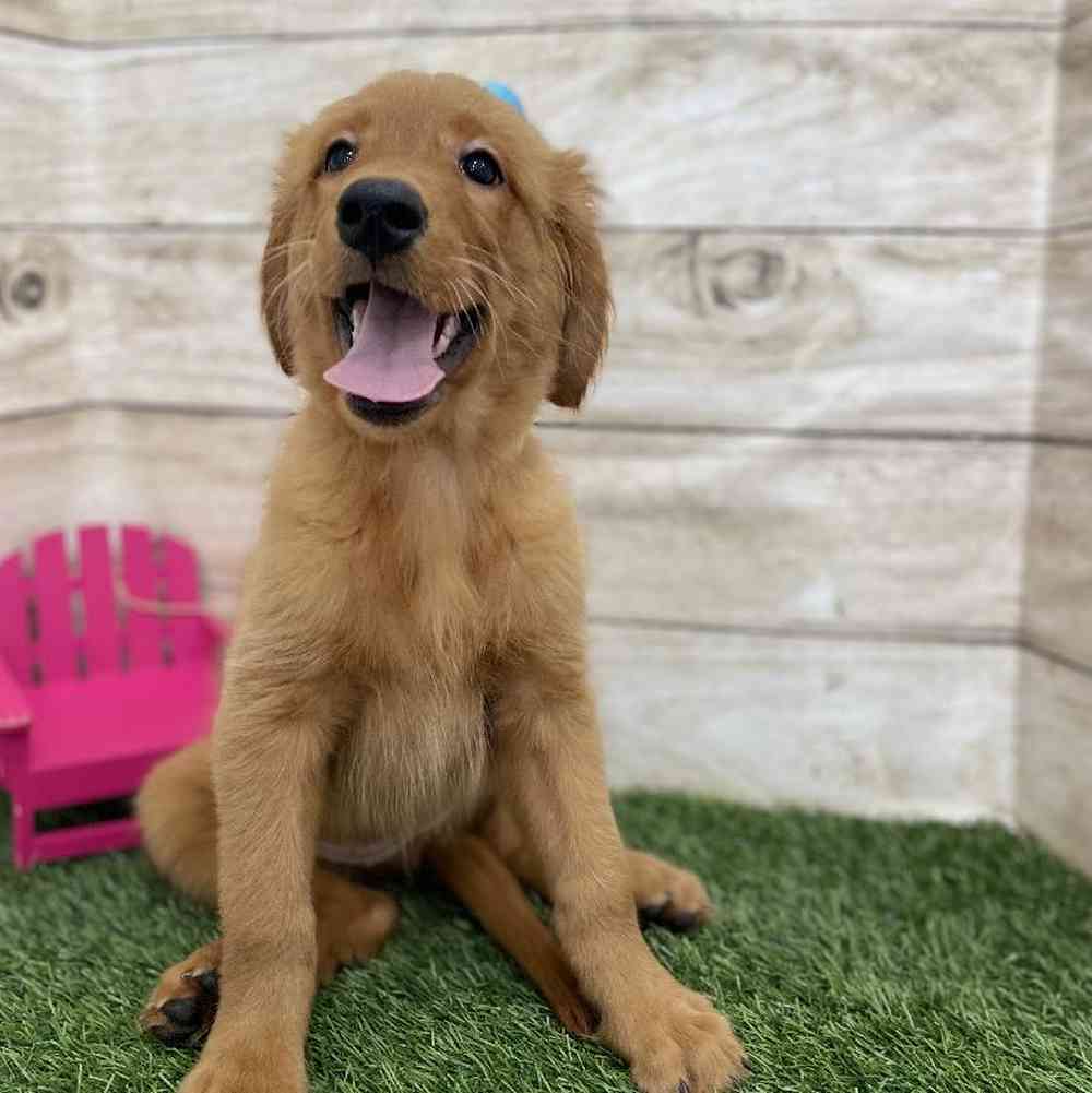 Female Golden Retriever Puppy for Sale in Braintree, MA
