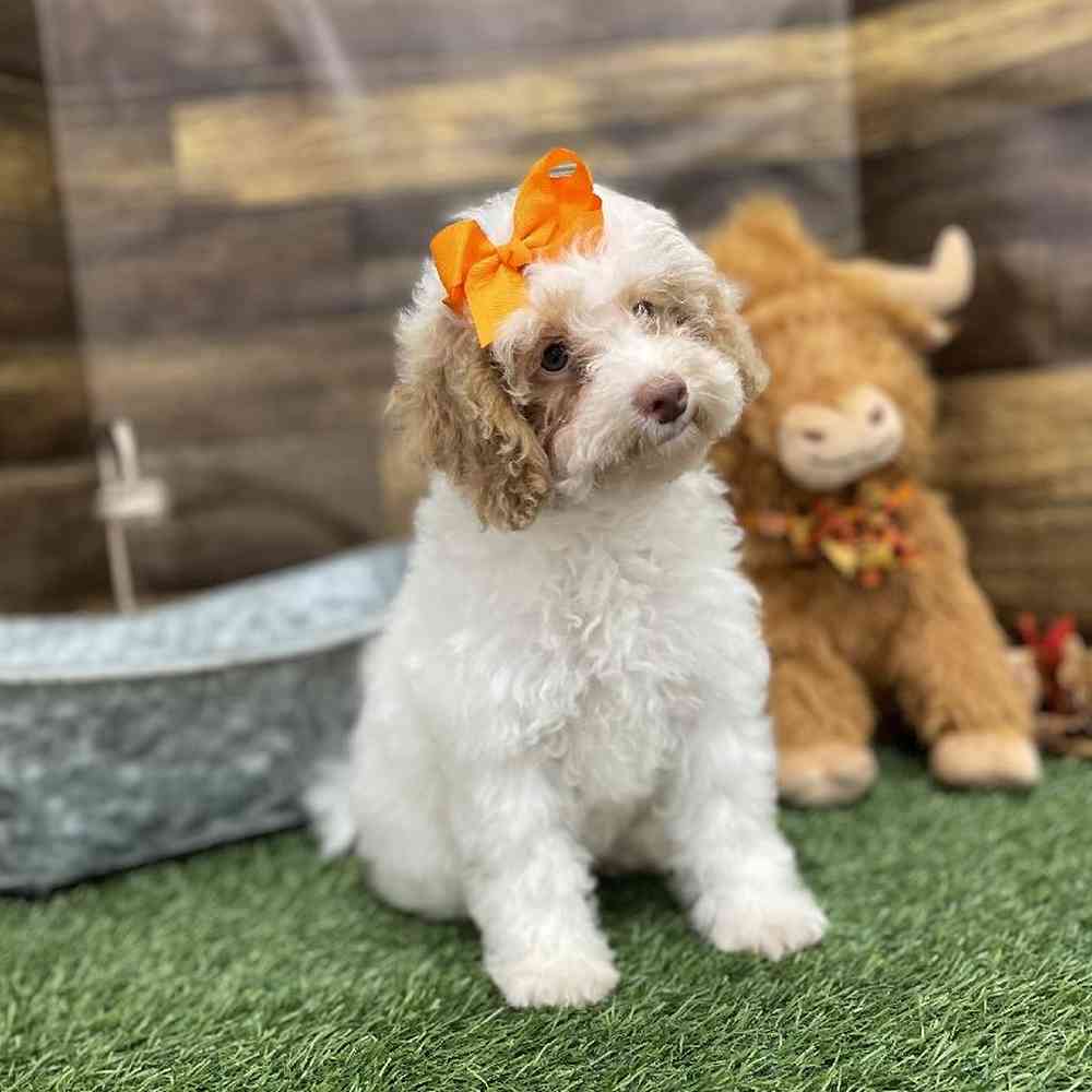 Female Mini NewfyPoo Puppy for Sale in Braintree, MA