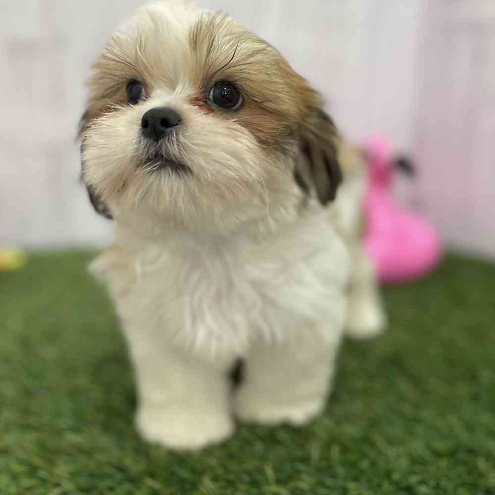 Male Shih Tzu Puppy for Sale in Braintree, MA