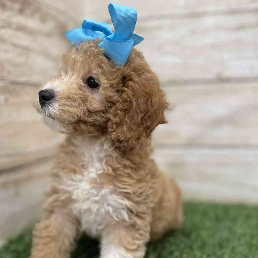 Female Poodle (MINI) Puppy for Sale in Braintree, MA