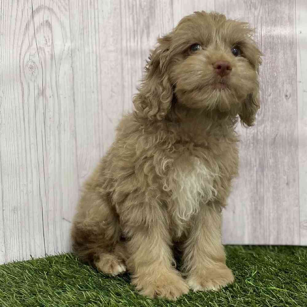 Female Cockapoo 2nd Gen Puppy for Sale in Braintree, MA