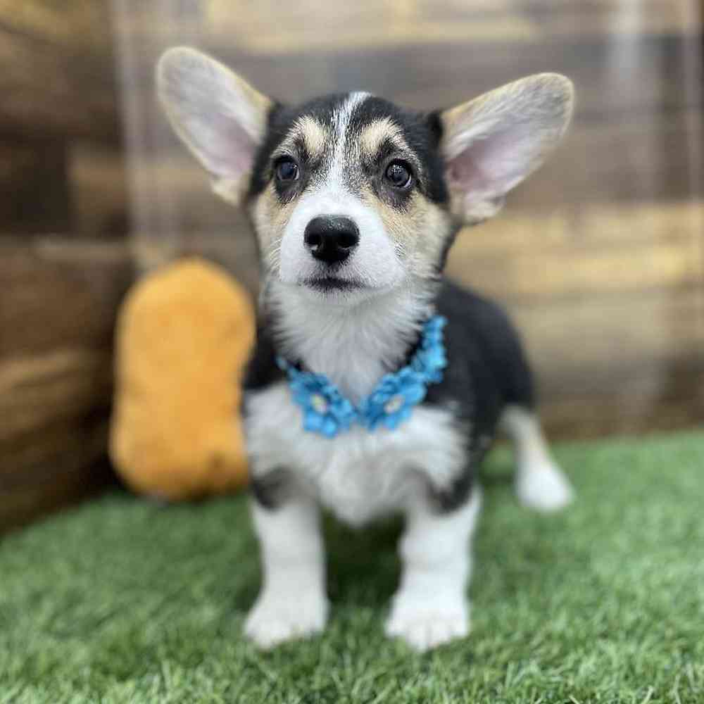 Female Pembroke Welsh Corgi Puppy for Sale in Braintree, MA