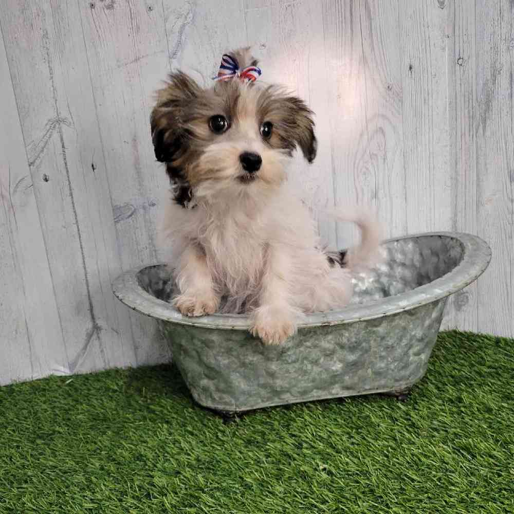 Female Shorkie Puppy for sale
