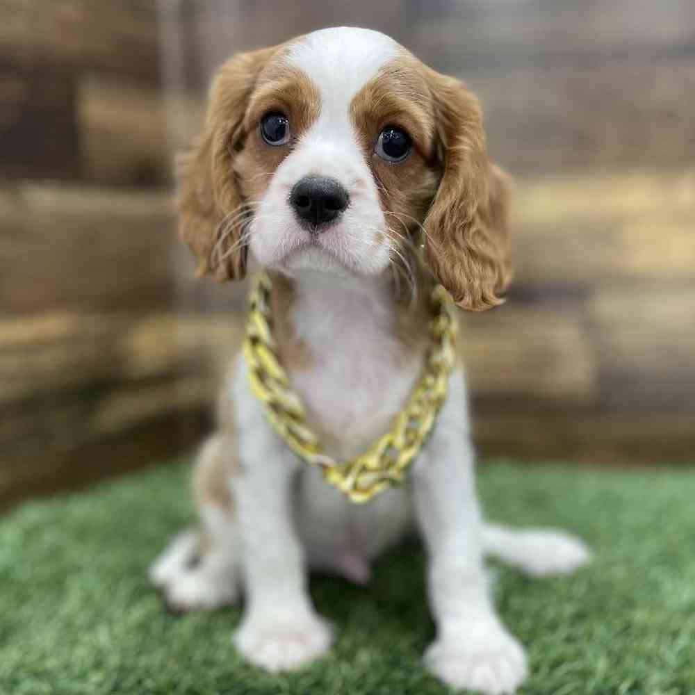 Male Cavalier King Charles Spaniel Puppy for Sale in Braintree, MA