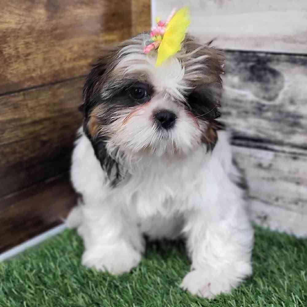 Female Shih-Apso Puppy for Sale in Saugus, MA