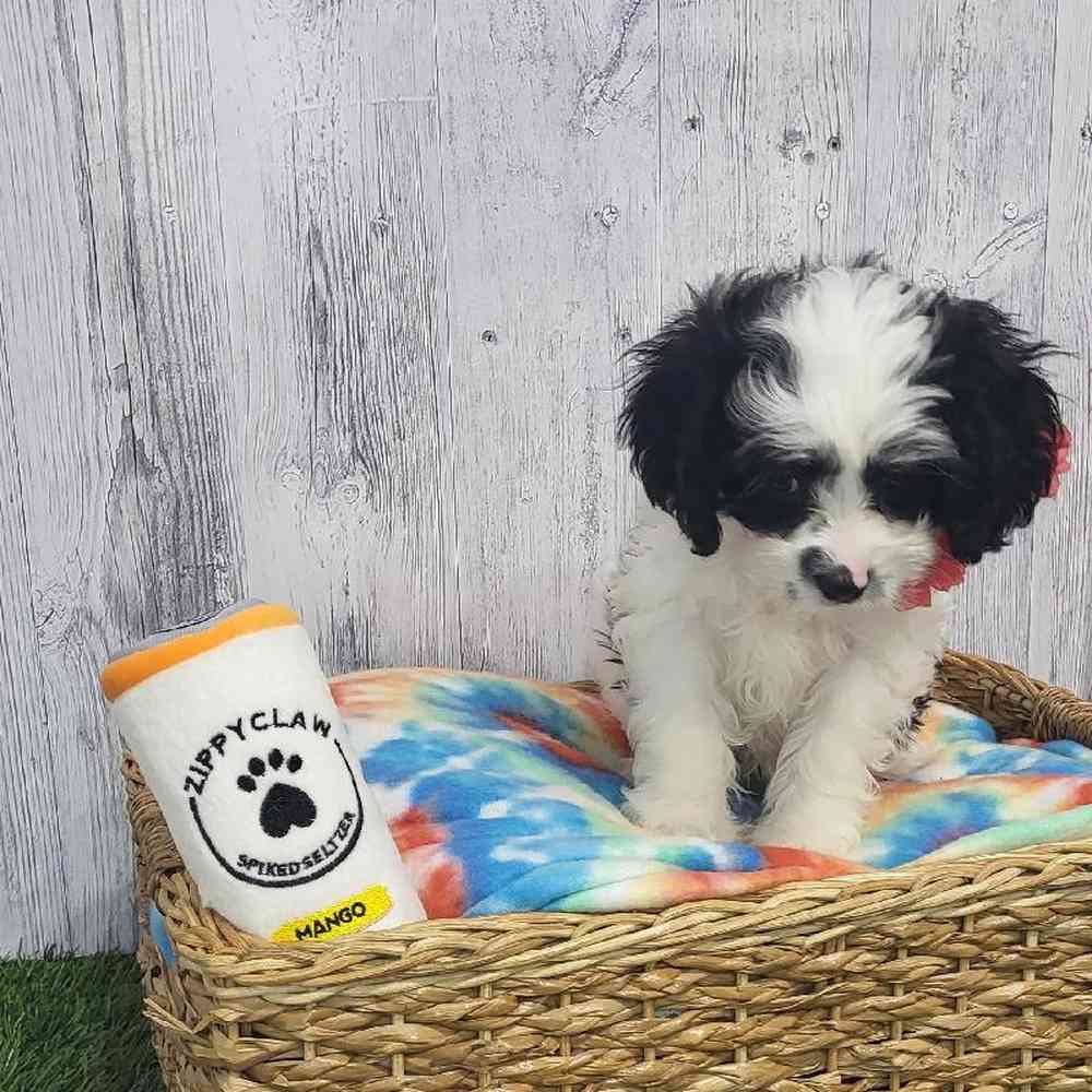 Female Cavapoo Puppy for Sale in Saugus, MA
