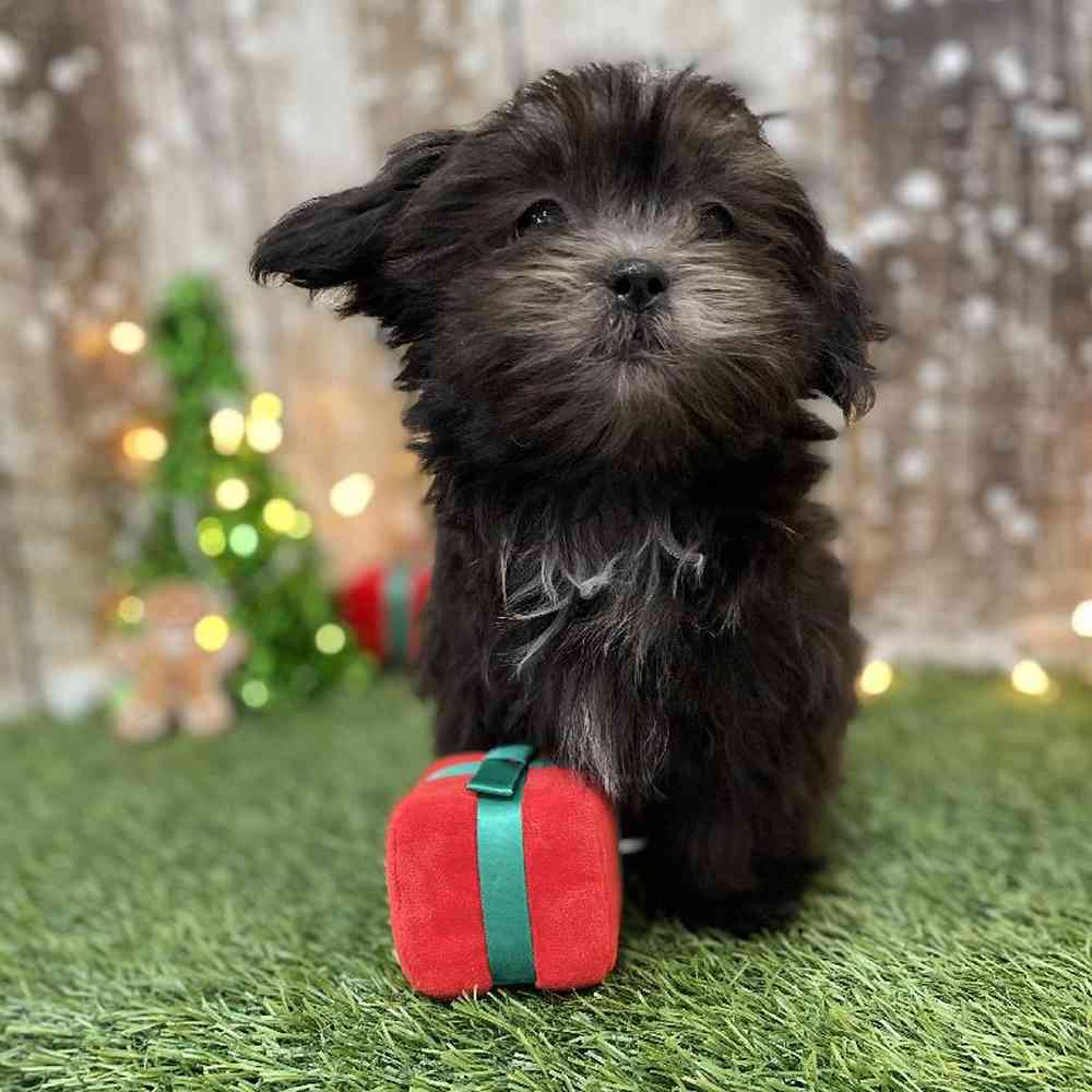 Female Malshi Puppy for Sale in Braintree, MA