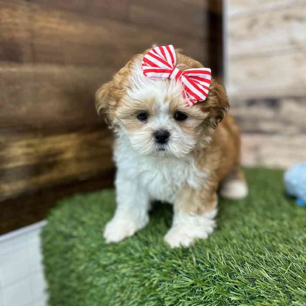 Female Shih Tzu Puppy for Sale in Saugus, MA