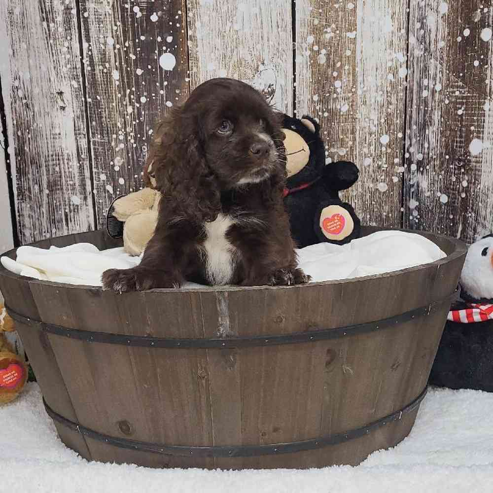 Male Cocker Spaniel Puppy for Sale in Saugus, MA