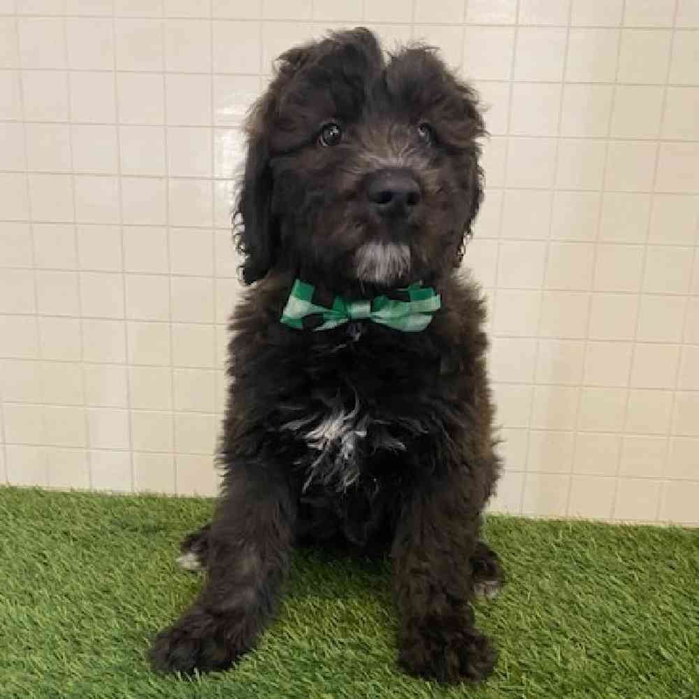 Male Aussiedoodle Puppy for sale