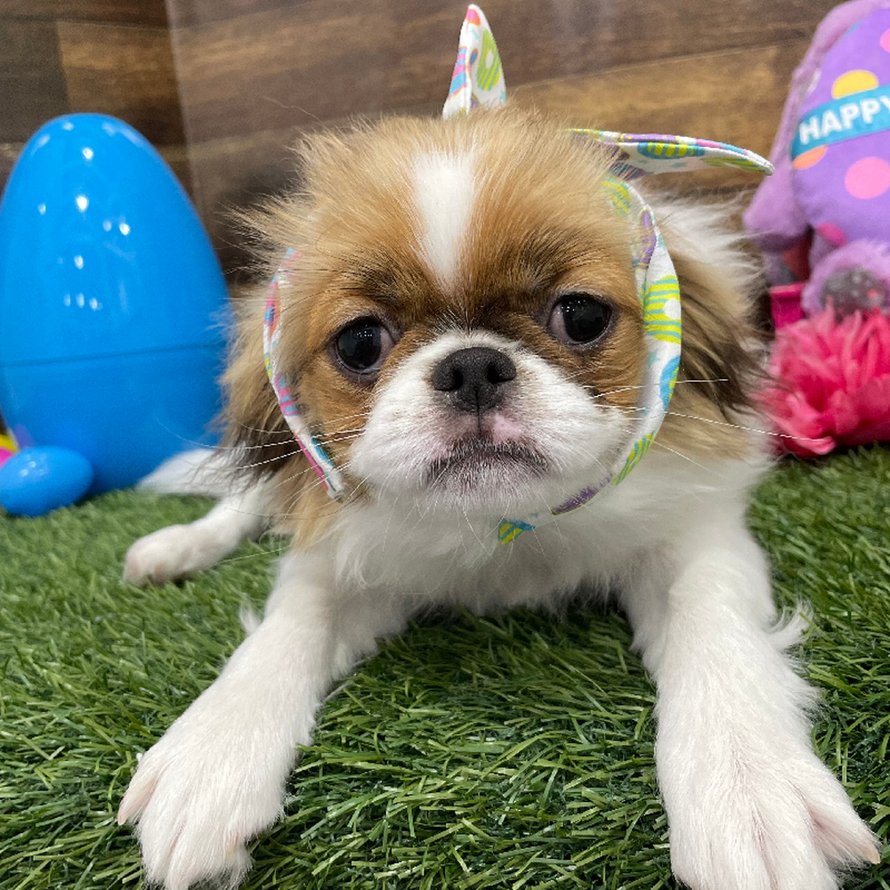 Female Japanese Chin Puppy for Sale in Braintree, MA