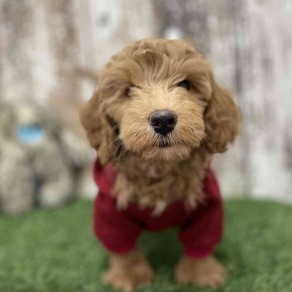 Male Mini Goldendoodle 2nd Gen Puppy for Sale in Braintree, MA
