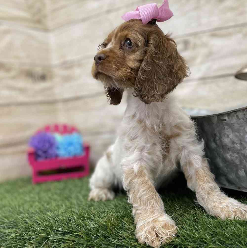 Female Cocker Spaniel Puppy for Sale in Braintree, MA