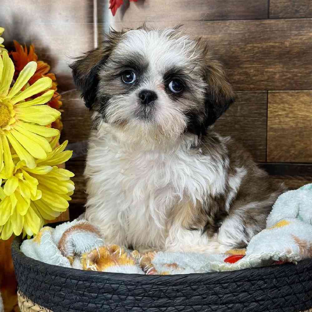 Female Shih Tzu Puppy for Sale in Saugus, MA