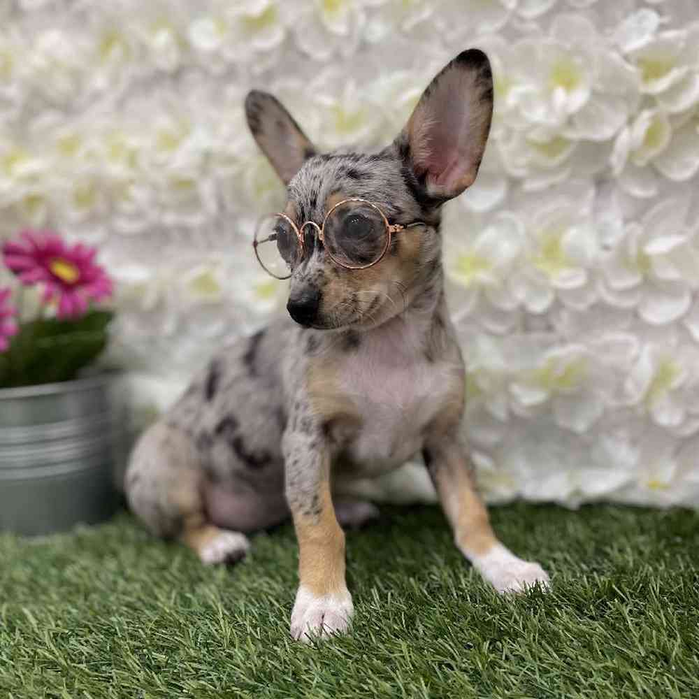 Female Chihuahua Puppy for Sale in Braintree, MA
