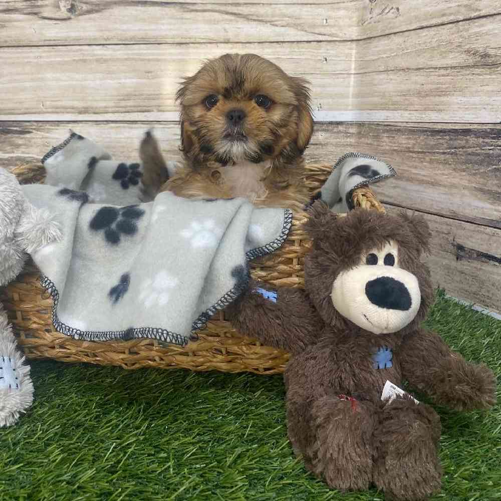 Female Shih-Apso Puppy for Sale in Saugus, MA