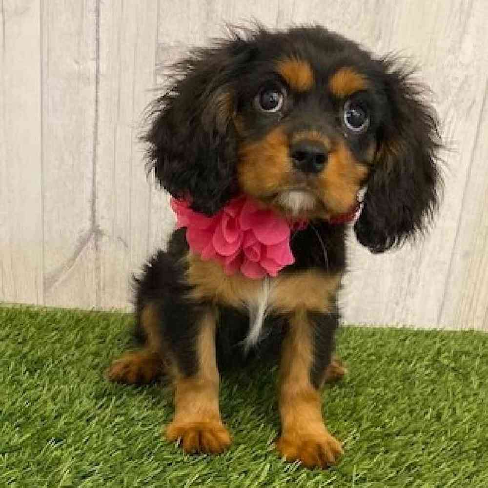 Female Cavalier King Charles Spaniel Puppy for sale
