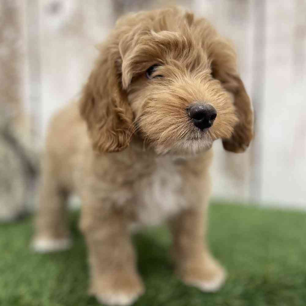 Male Mini Goldendoodle 2nd Gen Puppy for Sale in Braintree, MA