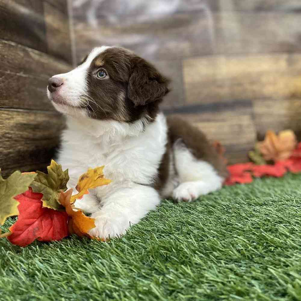 Male Miniature Australian Shepherd Puppy for Sale in Braintree, MA
