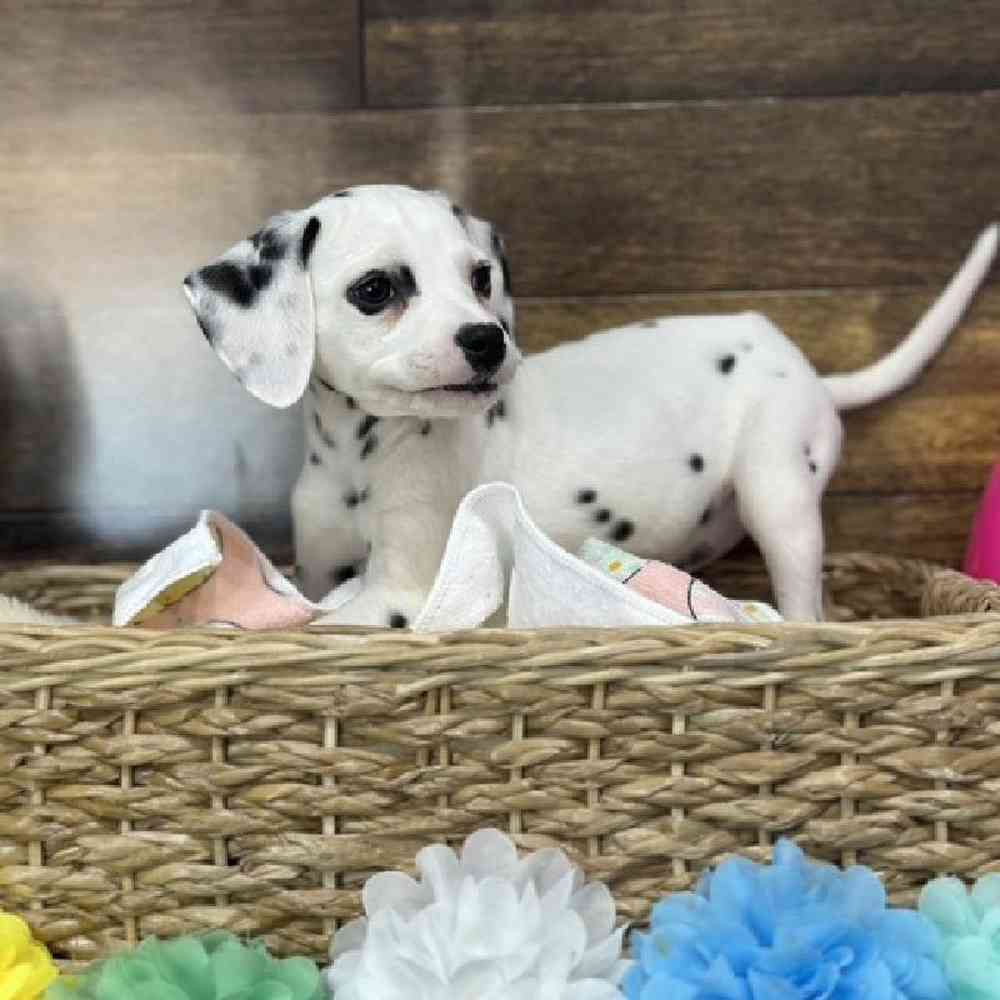 Female Dalmatian Puppy for Sale in Saugus, MA