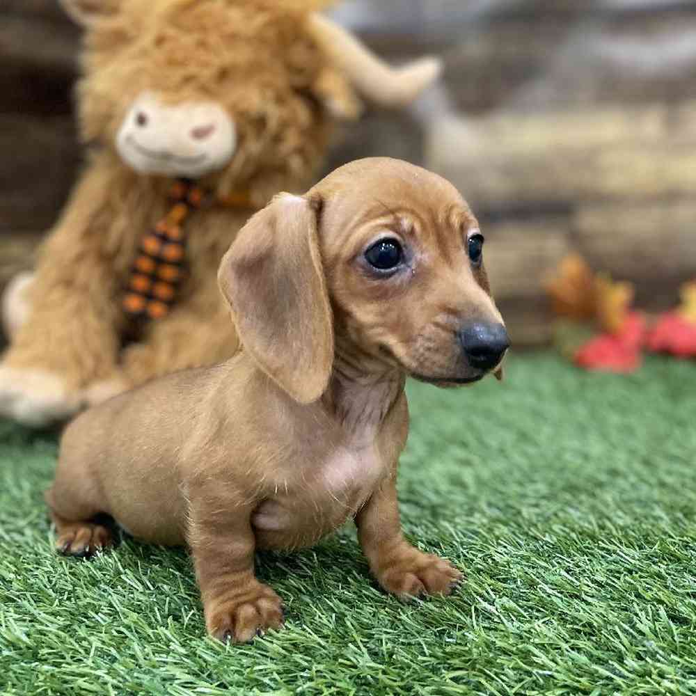 Female Dachshund Puppy for Sale in Braintree, MA