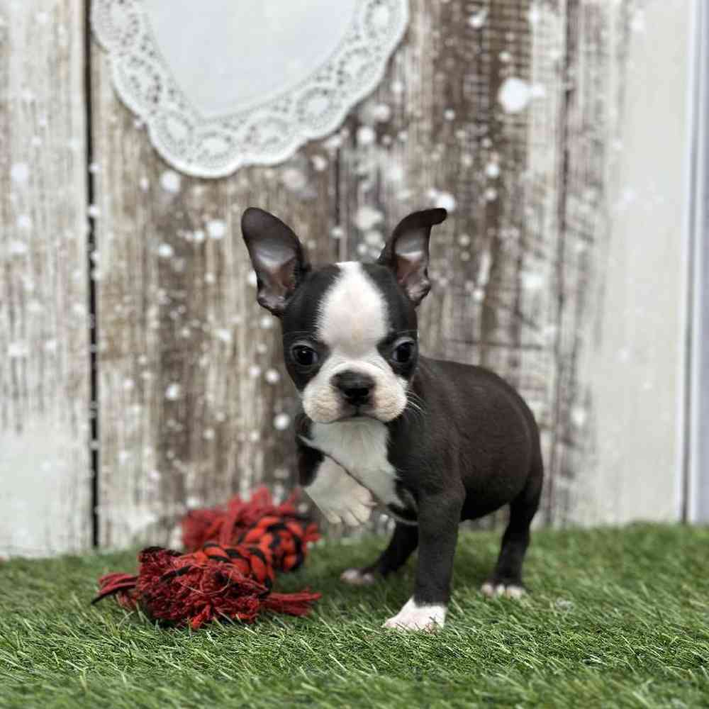 Female Boston Terrier Puppy for Sale in Saugus, MA