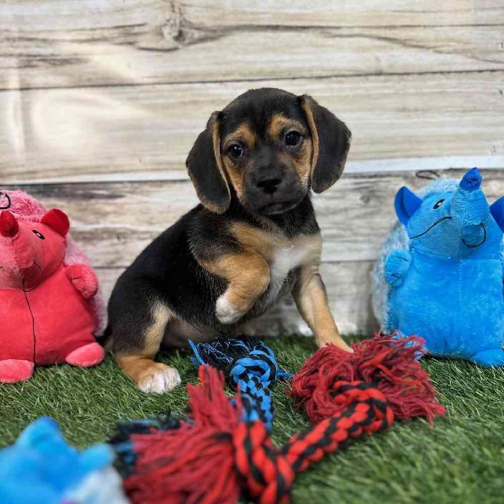Male Puggle Puppy for Sale in Saugus, MA