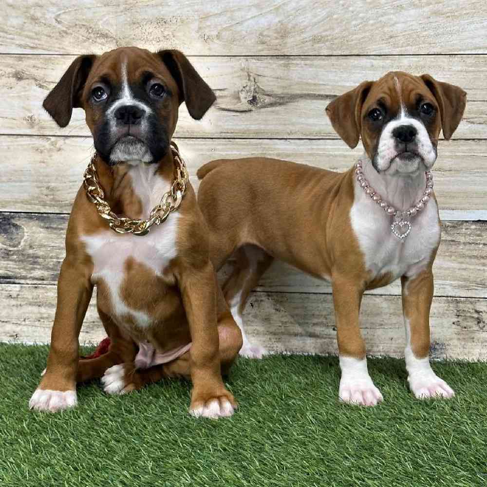 Female Boxer Puppy for Sale in Saugus, MA
