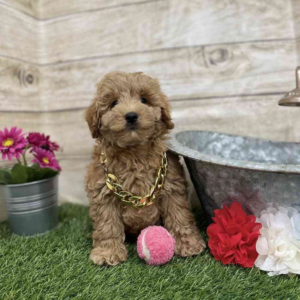Male Mini Labradoodle 2nd Gen Puppy for Sale in Braintree, MA