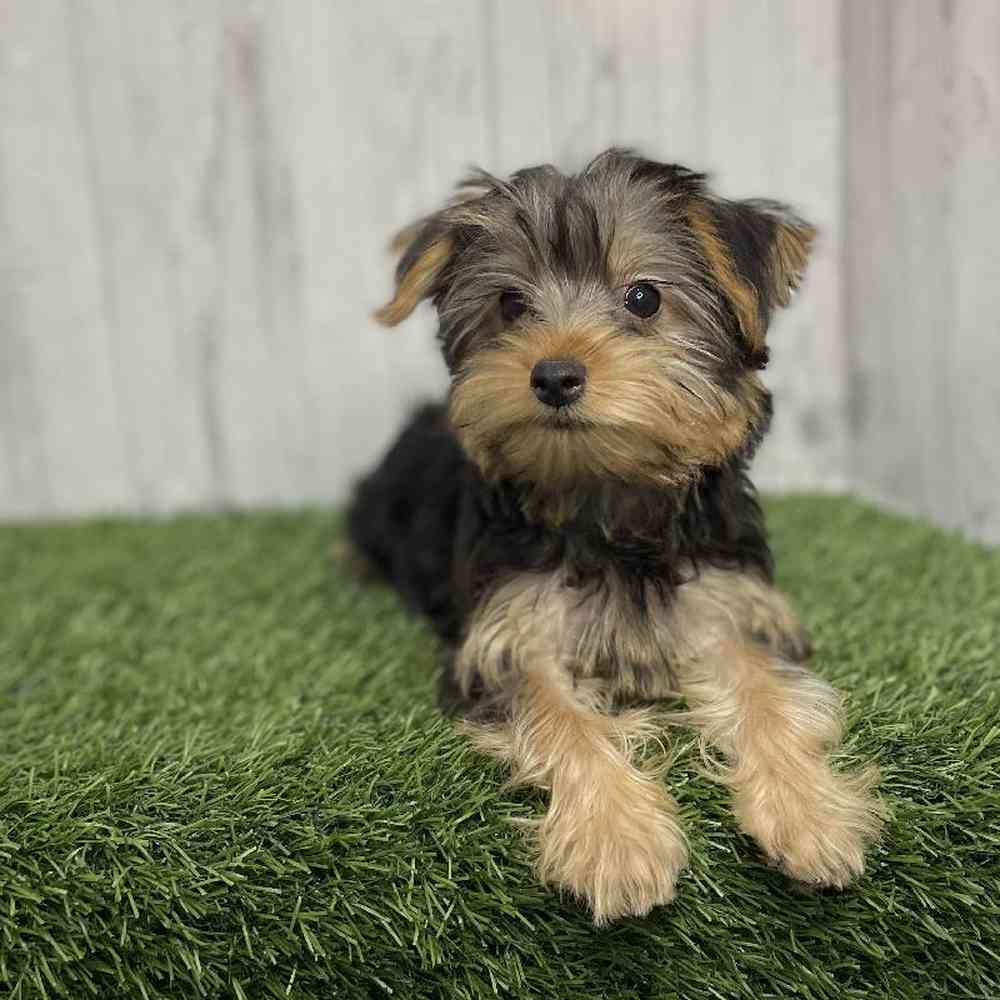 Female Yorkshire Terrier Puppy for sale