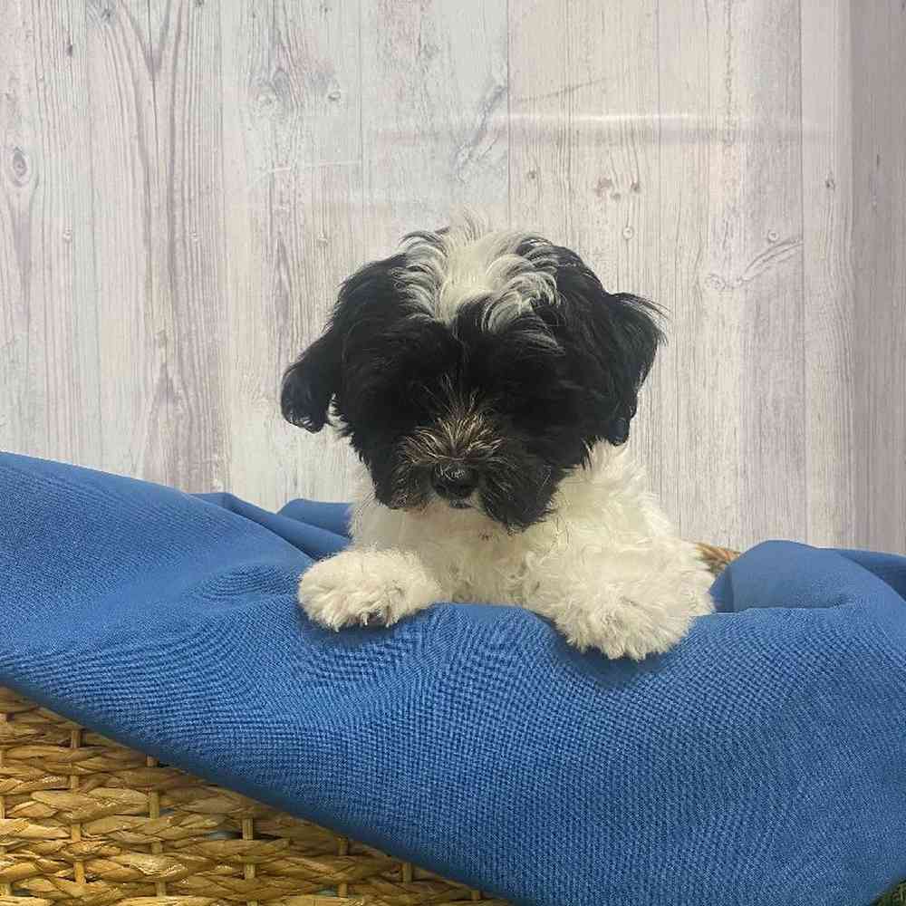 Male Havapoo Puppy for Sale in Saugus, MA