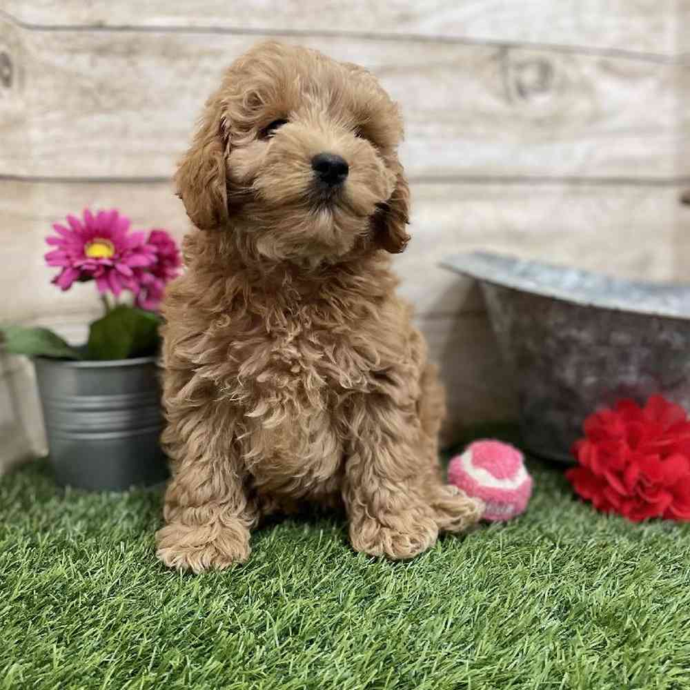 Male Mini Labradoodle 2nd Gen Puppy for Sale in Braintree, MA