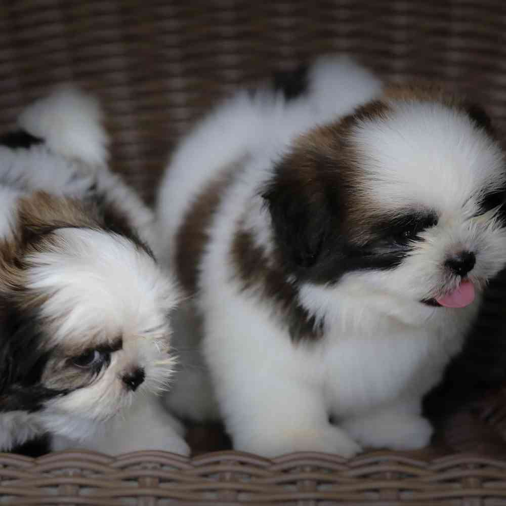 Shih Tzu Puppies for Sale