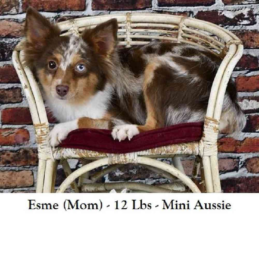 Female Aussie Pom Puppy for Sale in Saugus, MA